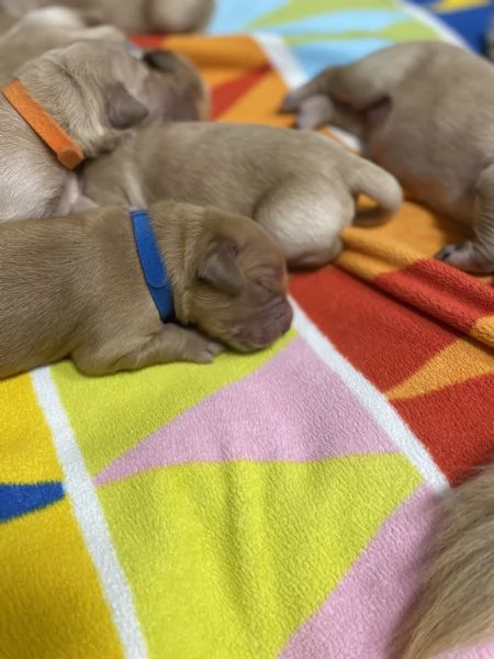 Cuccioli di Golden Retriever  | Foto 5