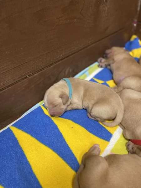 Cuccioli di Golden Retriever  | Foto 4