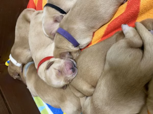 Cuccioli di Golden Retriever  | Foto 3