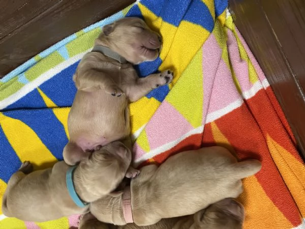 Cuccioli di Golden Retriever  | Foto 2
