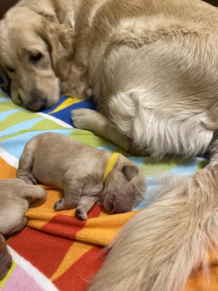 Cuccioli di Golden Retriever  | Foto 1