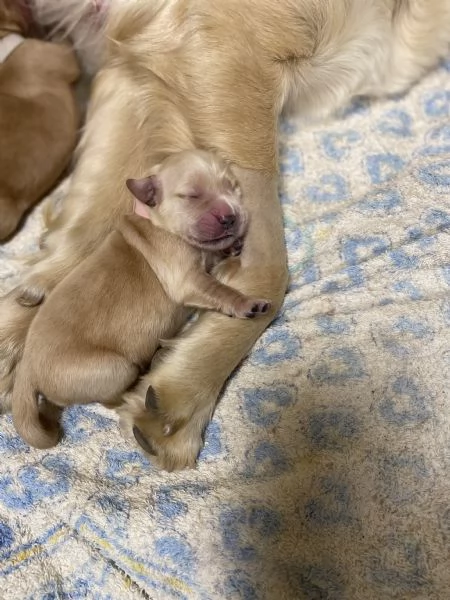 Cuccioli di Golden Retriever  | Foto 0