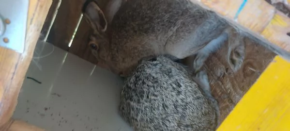 Lepri Europee Selvatiche Allevate a Terra  | Foto 6