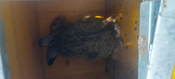 Lepri Europee Selvatiche Allevate a Terra  | Foto 5