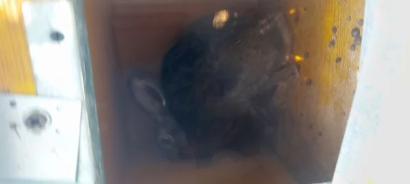 Lepri Europee Selvatiche Allevate a Terra  | Foto 4