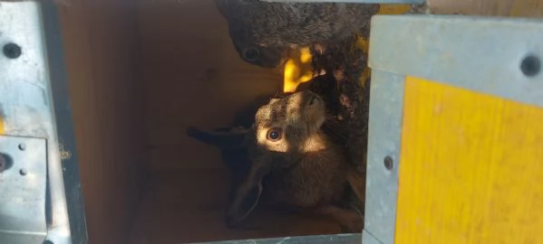 Lepri Europee Selvatiche Allevate a Terra  | Foto 3