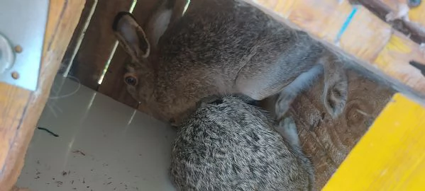 Lepri Europee Selvatiche Allevate a Terra  | Foto 2