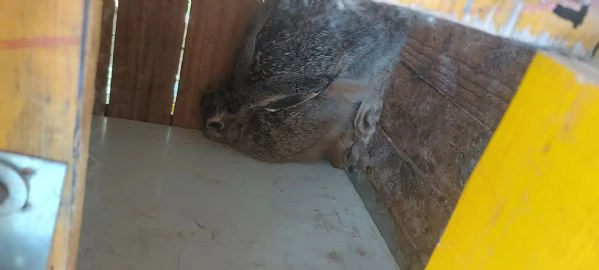 Lepri Europee Selvatiche Allevate a Terra  | Foto 1