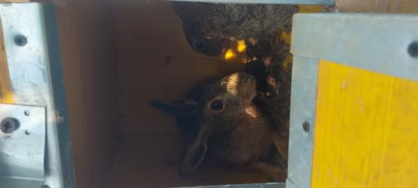 Lepri Europee Selvatiche Allevate a Terra  | Foto 0