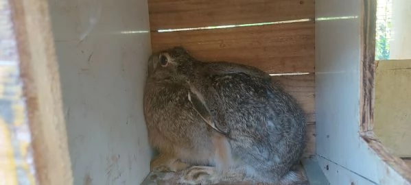 Lepri Europee Selvatiche Allevate a Terra 