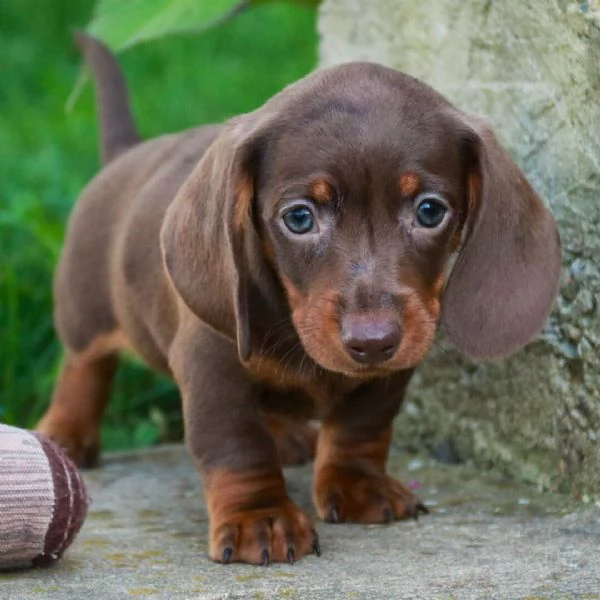 Adorabile bassotto maschio di 12 settimane in cerca di adozione