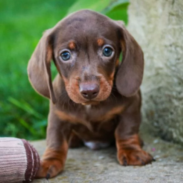 Adorabile bassotto maschio di 12 settimane in cerca di adozione | Foto 0