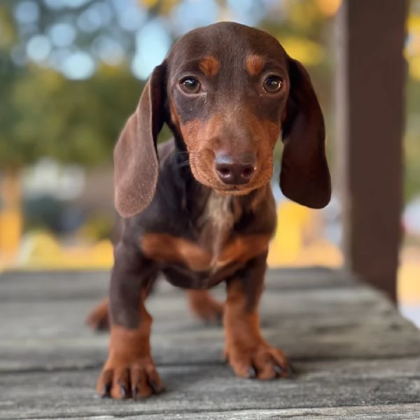 Dachnaud di 17 settimane in cerca di adozione vicino