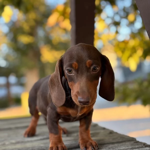 Dachnaud di 17 settimane in cerca di adozione vicino | Foto 0