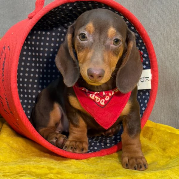 Adotta e trova una nuova casa per un cucciolo di bassotto.