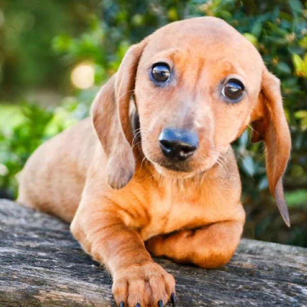 Adotta e trova una nuova casa per un cucciolo di bassotto.