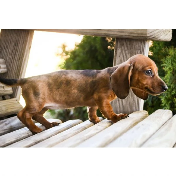 Dachnaud di 12 settimane in cerca di adozione