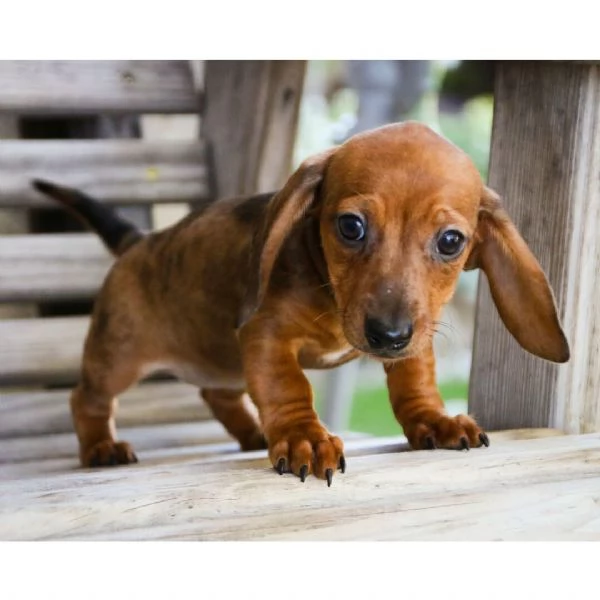 Dachnaud di 12 settimane in cerca di adozione | Foto 0