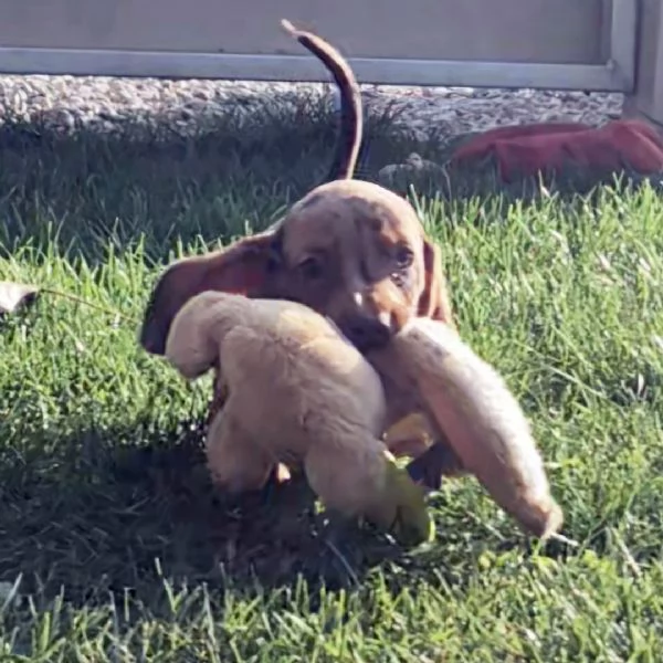 Lulù! Sono una femmina di bassotto