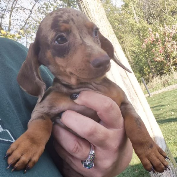  sono Lady! Sono una femmina di bassotto