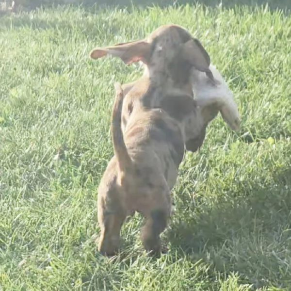 Dachnaud di 12 settimane in cerca di adozione vicino