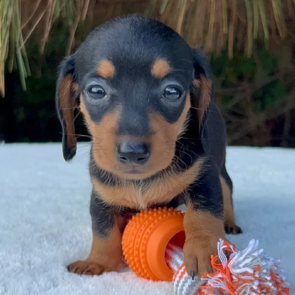 Adotta e trova una nuova casa per un cucciolo di bassotto.