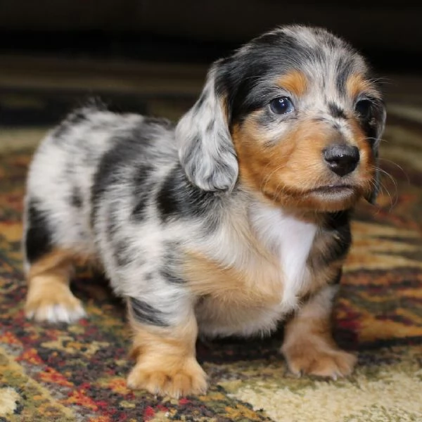 Dachnaud di 6 settimane in cerca di adozione vicino | Foto 0