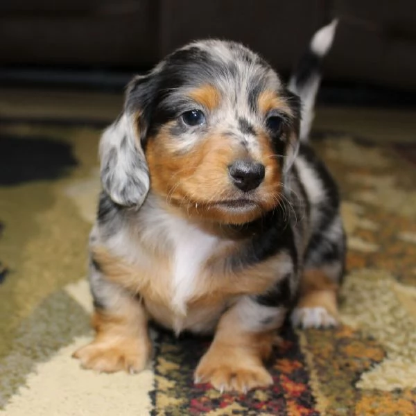 Dachnaud di 6 settimane in cerca di adozione vicino