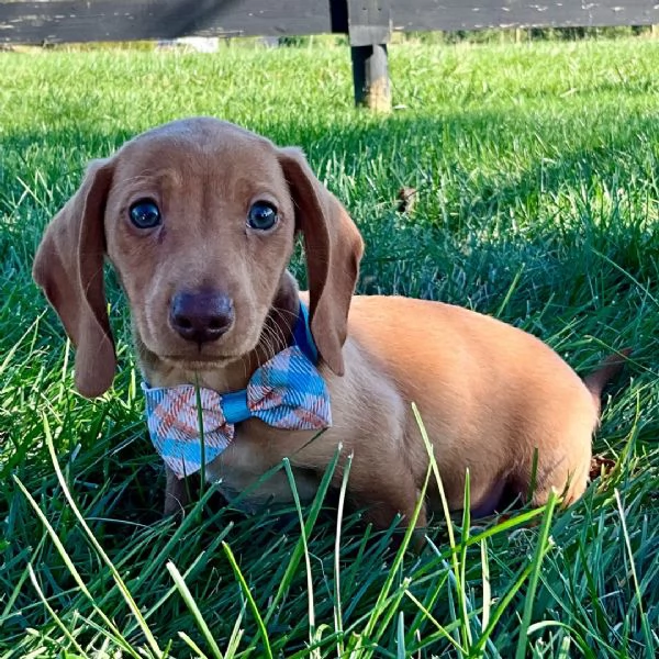 Bassotto maschio di 9 settimane