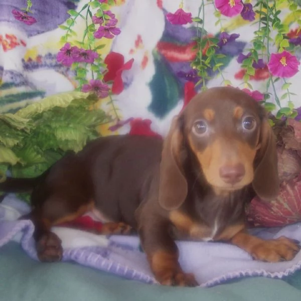 Bassotto maschio di 16 settimane