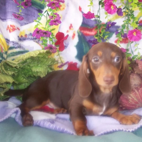 Bassotto maschio di 16 settimane | Foto 0