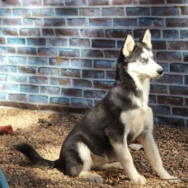 Adorabile bassotto maschio di 12 settimane in cerca di adozione