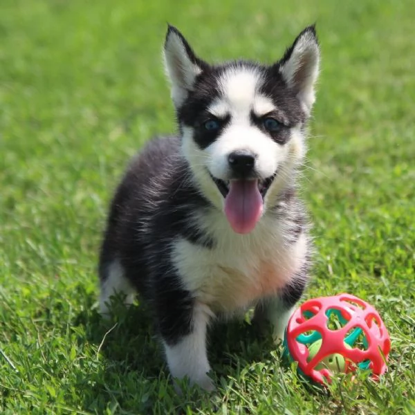 Femmina di Siberian Husky 