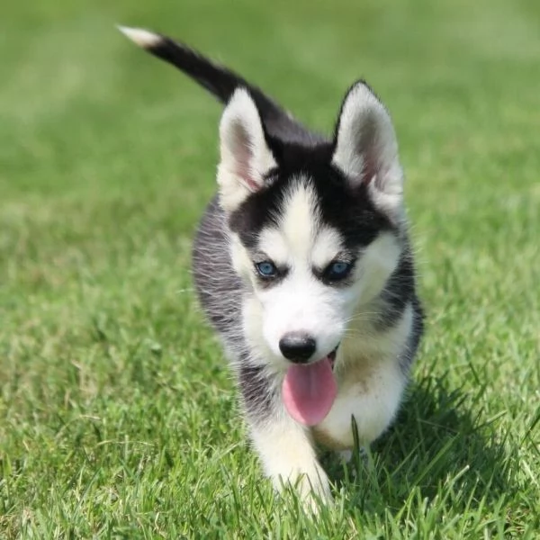 Femmina di Siberian Husky  | Foto 0