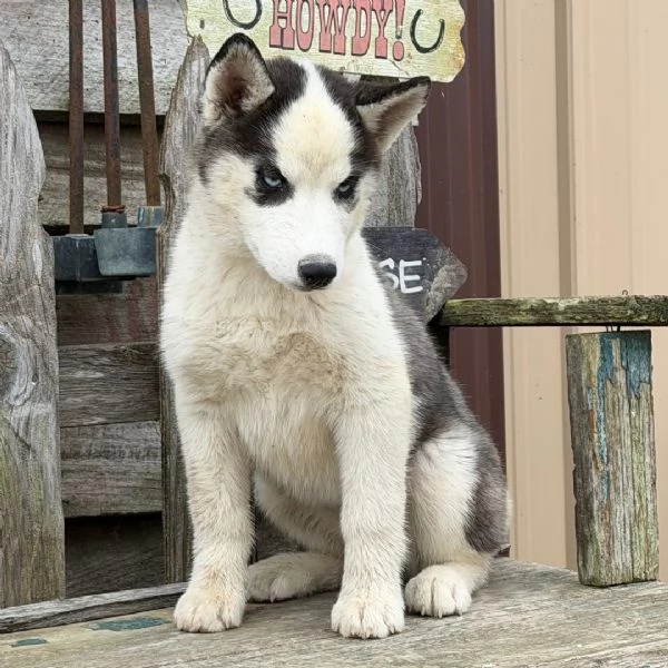 femmina di Siberian Husky di 12 settimane