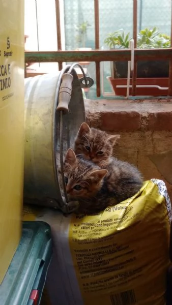 Due cuccioli di gattini tigrati da prendere insieme. 