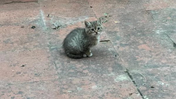 Due cuccioli di gattini tigrati da prendere insieme.  | Foto 0