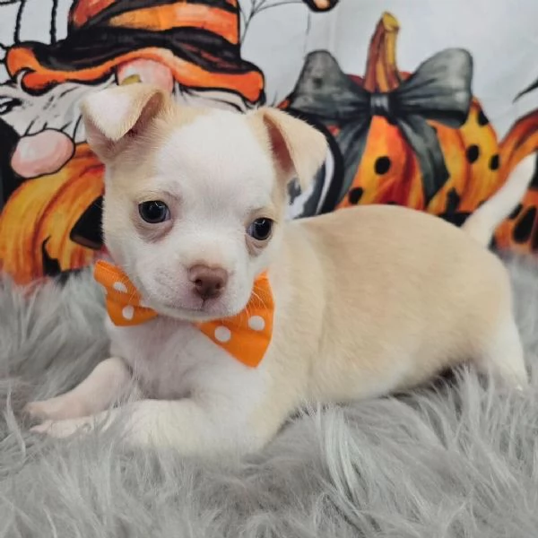 Chihuahua maschio con un bellissimo mantello bianco e crema