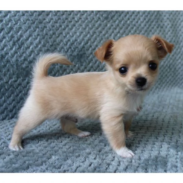  Chihuahua maschio di 8 settimane