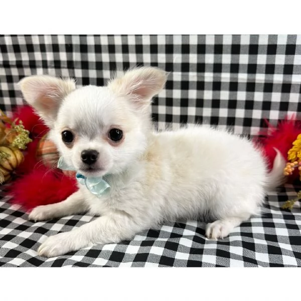 Bellissimo  Chihuahua maschio di 13 settimane