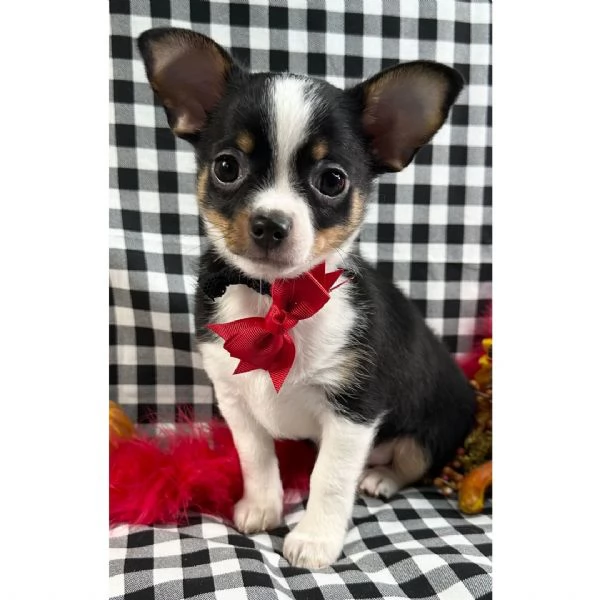 Chihuahua maschio di 12 settimane con un bellissimo 