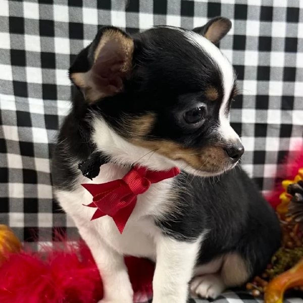 Chihuahua maschio di 12 settimane con un bellissimo  | Foto 0