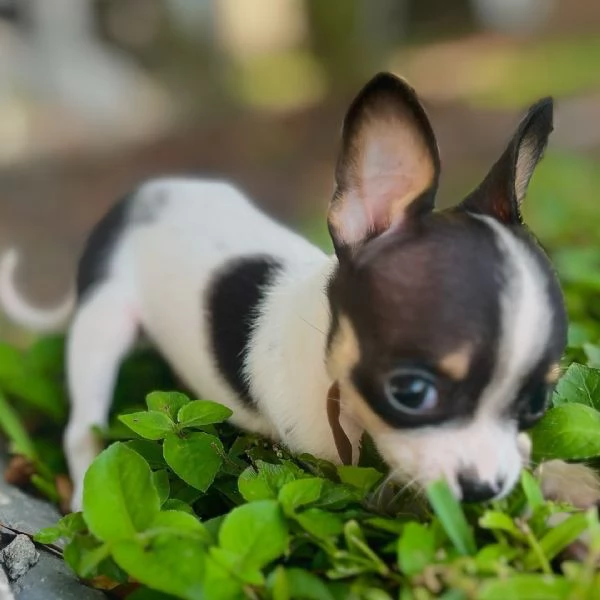 Oscar! Sono un Chihuahua maschio 
