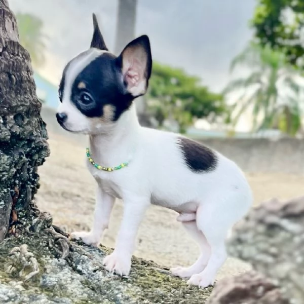  Chihuahua maschio di 11 settimane 