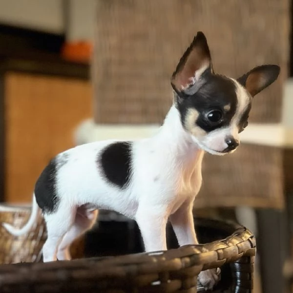  Chihuahua maschio di 11 settimane  | Foto 0