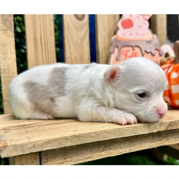  chihuahua femmina di 3 settimane