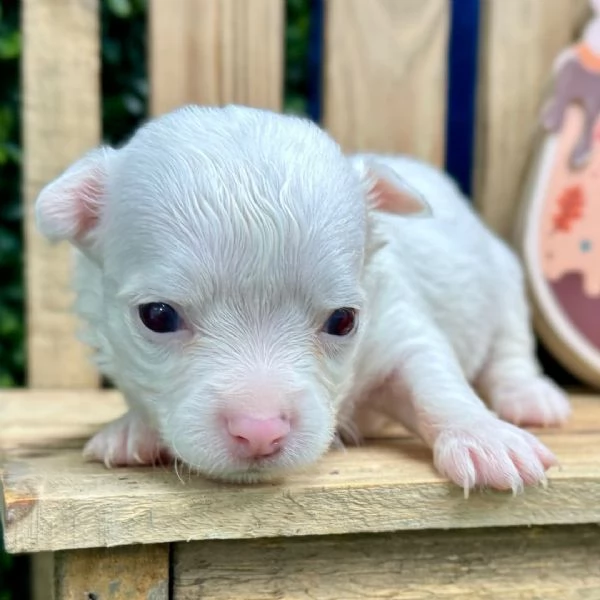  chihuahua femmina di 3 settimane | Foto 0