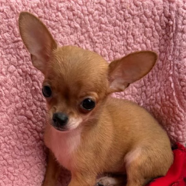 chihuahua femmina di 9 settimane