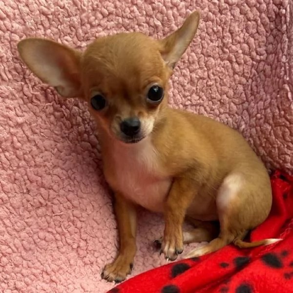 chihuahua femmina di 9 settimane | Foto 0