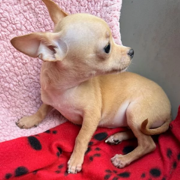  chihuahua femmina di 9 settimane | Foto 0